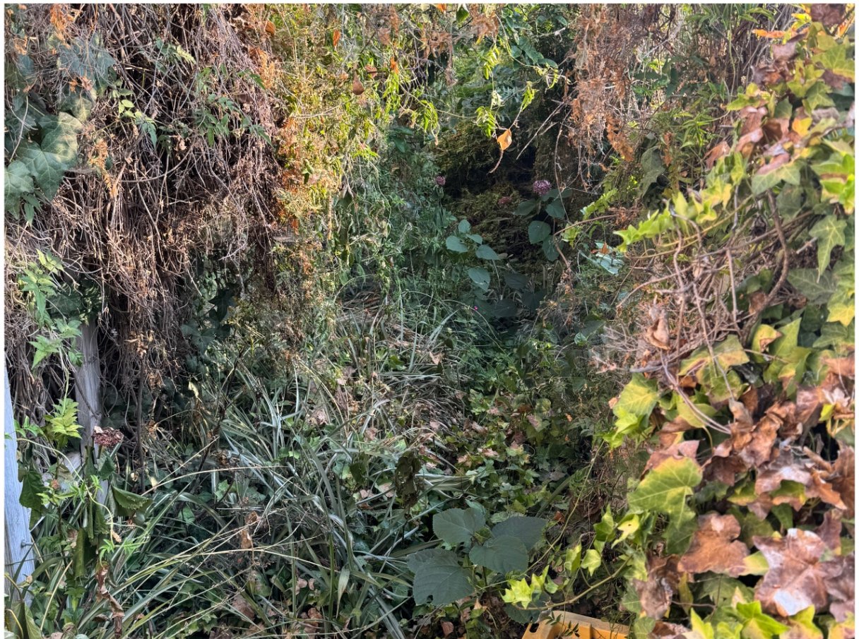 Side yard ivy & brush removal — before