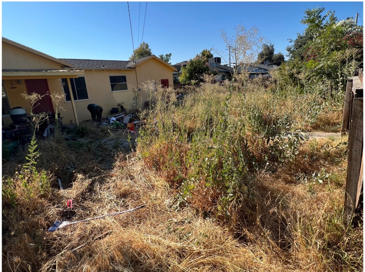 Backyard overgrowth cleared — before